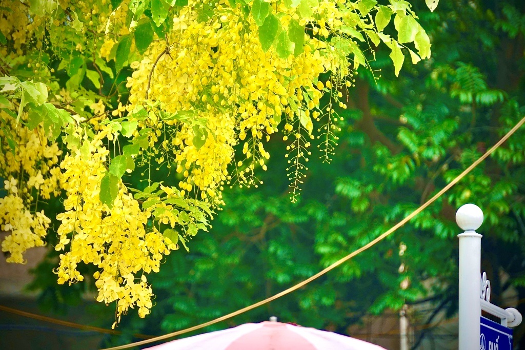 Mãn nhãn với muồng hoàng yến nở vàng rực rỡ trên phố phường xứ Thanh - 13 Mãn nhãn với muồng hoàng yến nở vàng rực rỡ trên phố phường xứ Thanh - 13