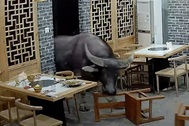 Thót tim cảnh trâu lao vào nhà hàng, hất tung thực khách