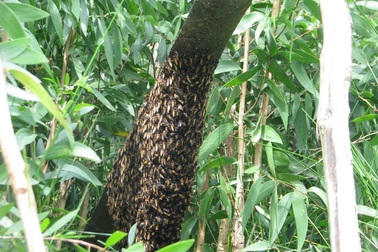 Gác kèo ong và Muối ba khía ở Cà Mau vào di sản văn hóa phi vật thể quốc gia