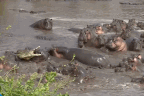 Cá sấu sông Nile bị đàn hà mã quăng quật dữ dội vì xâm phạm lãnh thổ