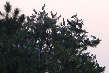 Loài chim cực kỳ quý hiếm xuất hiện ngày càng nhiều trong thành phố