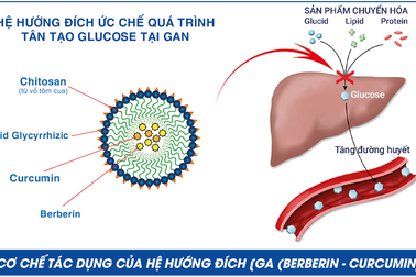 Nhà khoa học Việt khiến berberin thành thảo dược hỗ trợ cho người đái tháo đường