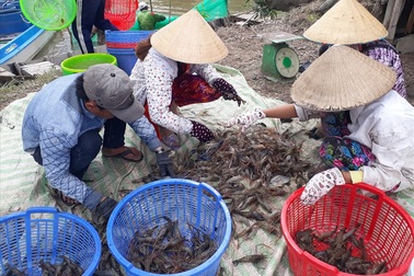 Đỏ mắt tìm lao động ở nơi cung ứng nguồn lao động