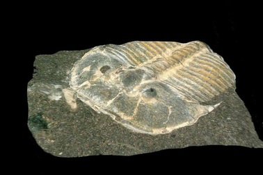 Hóa thạch siêu hiếm của bọ ba thuỳ cổ đại được bảo quản cực hoàn hảo