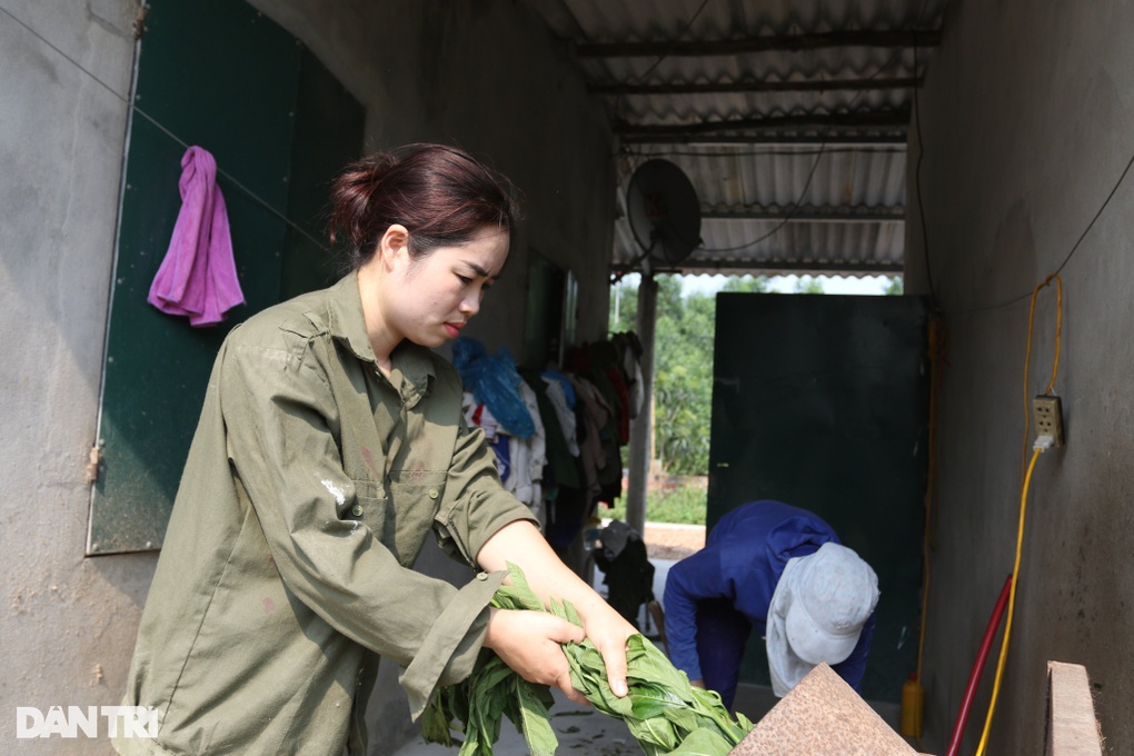 Sau biến cố, nhân viên y tế đầu tư nuôi lợn bằng thảo dược, lãi khủng - 1 Sau biến cố, nhân viên y tế đầu tư nuôi lợn bằng thảo dược, lãi khủng - 1