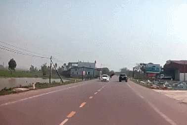 Xe ô tô tông phải bò thả rông - Ai là người chịu trách nhiệm?