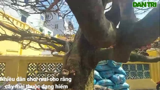 Cây mai "khủng" vừa xuống chợ, đại gia An Giang chi 4 tỷ đồng "mua đứt"