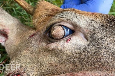 "Hươu xác sống" có lông mọc trong… mắt ở Mỹ