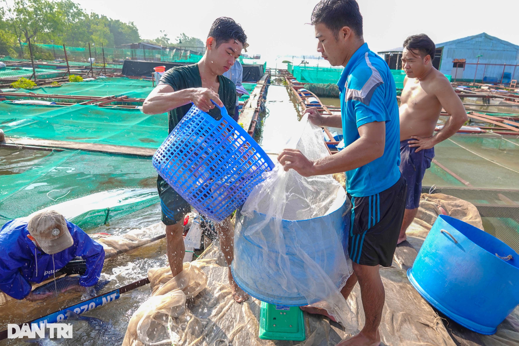Cô giáo mầm non nghỉ việc về nuôi thủy quái sông Mekong - 4 Cô giáo mầm non nghỉ việc về nuôi thủy quái sông Mekong - 4