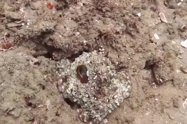 Bạch tuộc biến đổi màu sắc cơ thể để ngụy trang khi gặp nguy hiểm