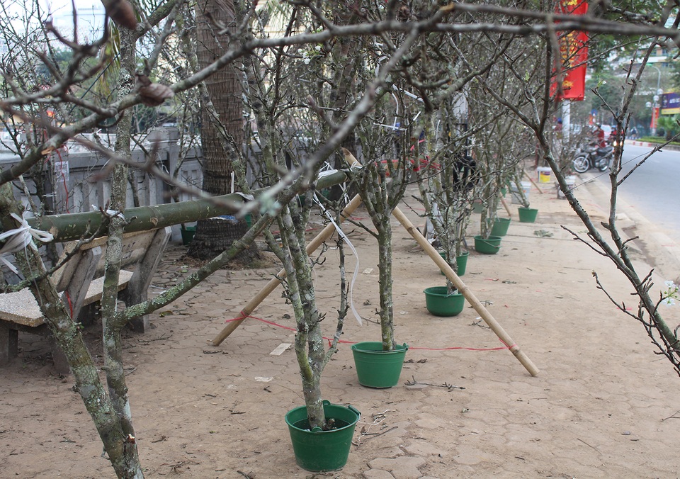 Nhìn tưởng củi khô, mang về Thủ đô hét giá bạc triệu - 2 Nhìn tưởng củi khô, mang về Thủ đô hét giá bạc triệu - 2