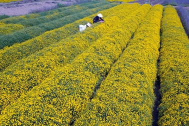 Ngắm vườn cúc chi vàng ngút tầm mắt ở Hưng Yên