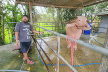 Anh nông dân bán chú trâu bạch tạng hiếm gặp 12 tỷ đồng