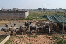 Hùa theo đấu giá để tăng giá, đất Mê Linh lại rơi vào trầm lắng