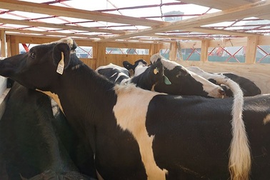 Phát hiện khai sai giống bò thuần chủng để hưởng thuế nhập khẩu 0%