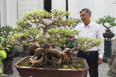 Đại gia chi gần 10 tỷ đồng mua cây cảnh đặt trên sân thượng ngắm mỗi ngày