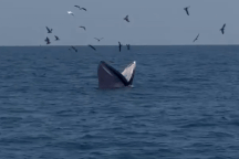 Bắt gặp cá voi săn mồi sát bờ biển Bình Định