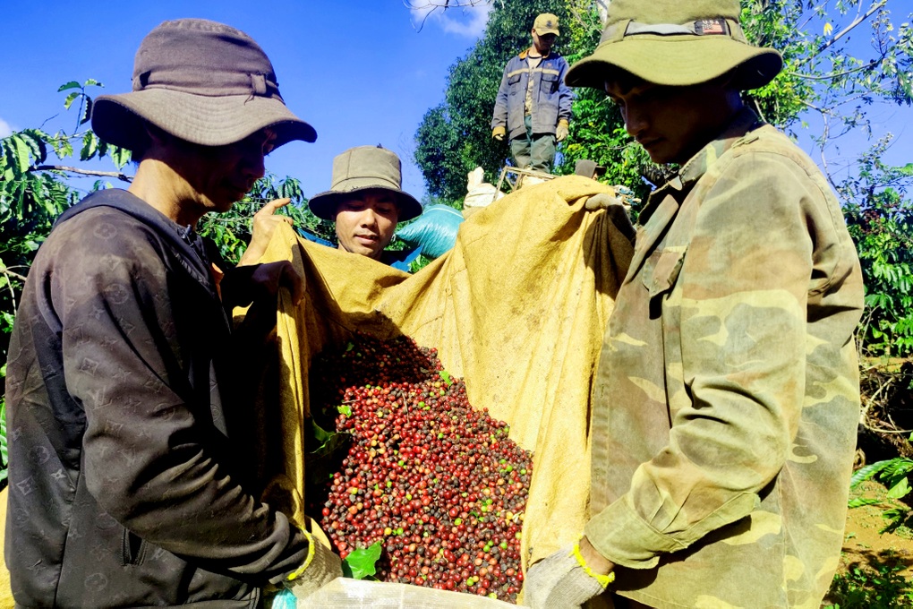 Cà phê được giá, dân chưa kịp mừng đã vội lo - 2