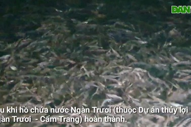Xem người dân cất những mẻ vó đèn hàng tạ cá trong lòng hồ Ngàn Trươi.