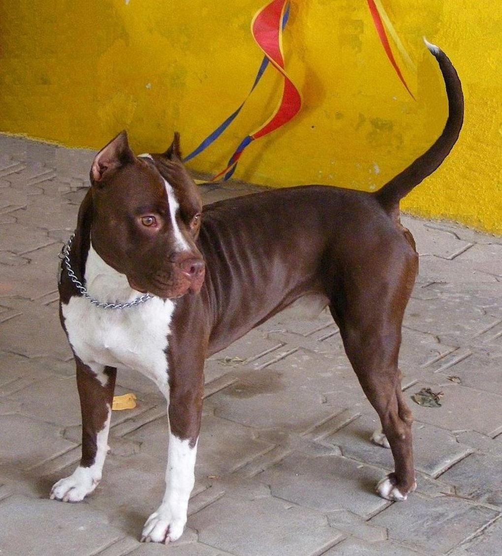 Chó Pitbull cắn chết người: Do chó dữ hay do chủ chưa cẩn trọng? - 1 Chó Pitbull cắn chết người: Do chó dữ hay do chủ chưa cẩn trọng? - 1