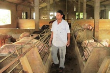 Buộc thôi việc cán bộ xã có nhiều sai phạm nhận tiền của người chăn nuôi tại Quảng Trị