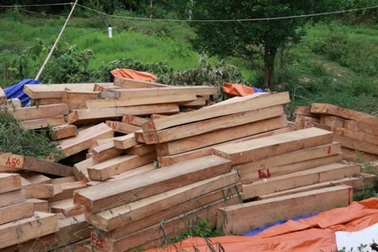 Khởi tố vụ phá rừng pơmu ở biên giới Việt - Lào