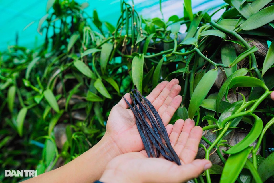 Người nông dân Bình Dương thuần hóa cây lạ cho loại quả 20 triệu đồng/kg - 8 Người nông dân Bình Dương thuần hóa cây lạ cho loại quả 20 triệu đồng/kg - 8