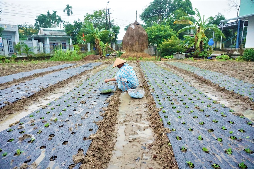 Nông dân đội mưa xuống giống hoa, vừa trồng vừa lo lụt, mất Tết - 10 Nông dân đội mưa xuống giống hoa, vừa trồng vừa lo lụt, mất Tết - 10