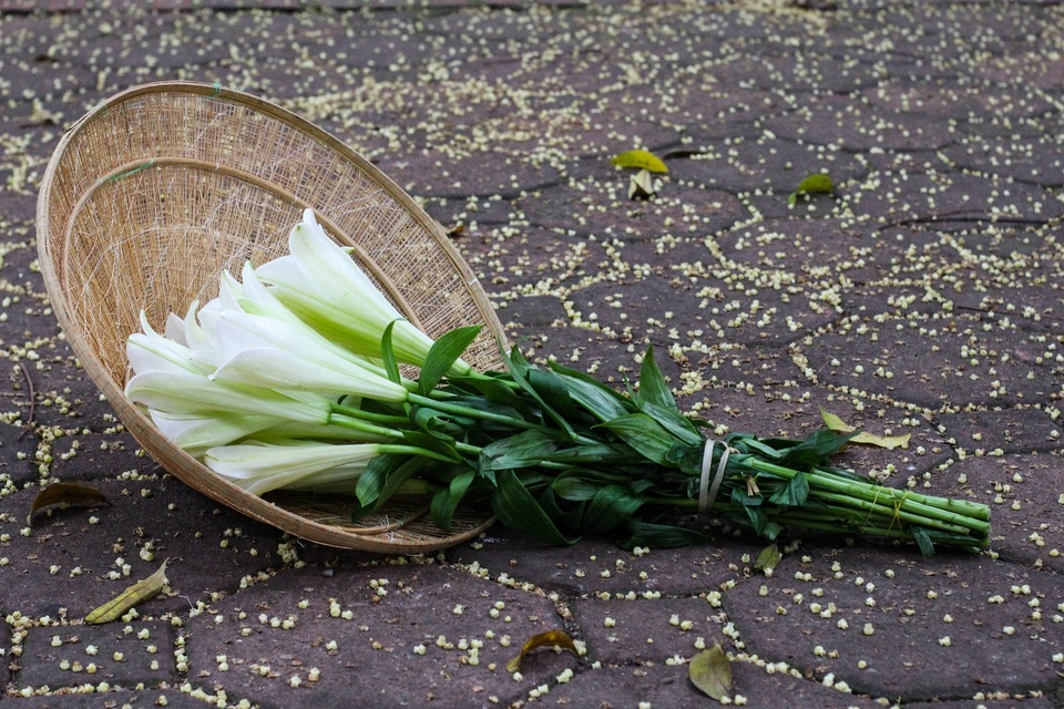 Hàng sấu già thay lá, nhuộm vàng phố phường Hà Nội - 14