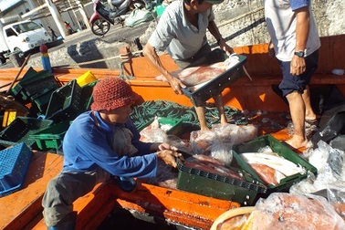 Những mẻ cá trở về từ vùng biển “nóng” Hoàng Sa, Trường Sa