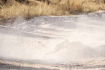 Cặp đôi báo hoa mai hợp lực tiêu diệt kẻ thù trong trận chiến đẫm máu