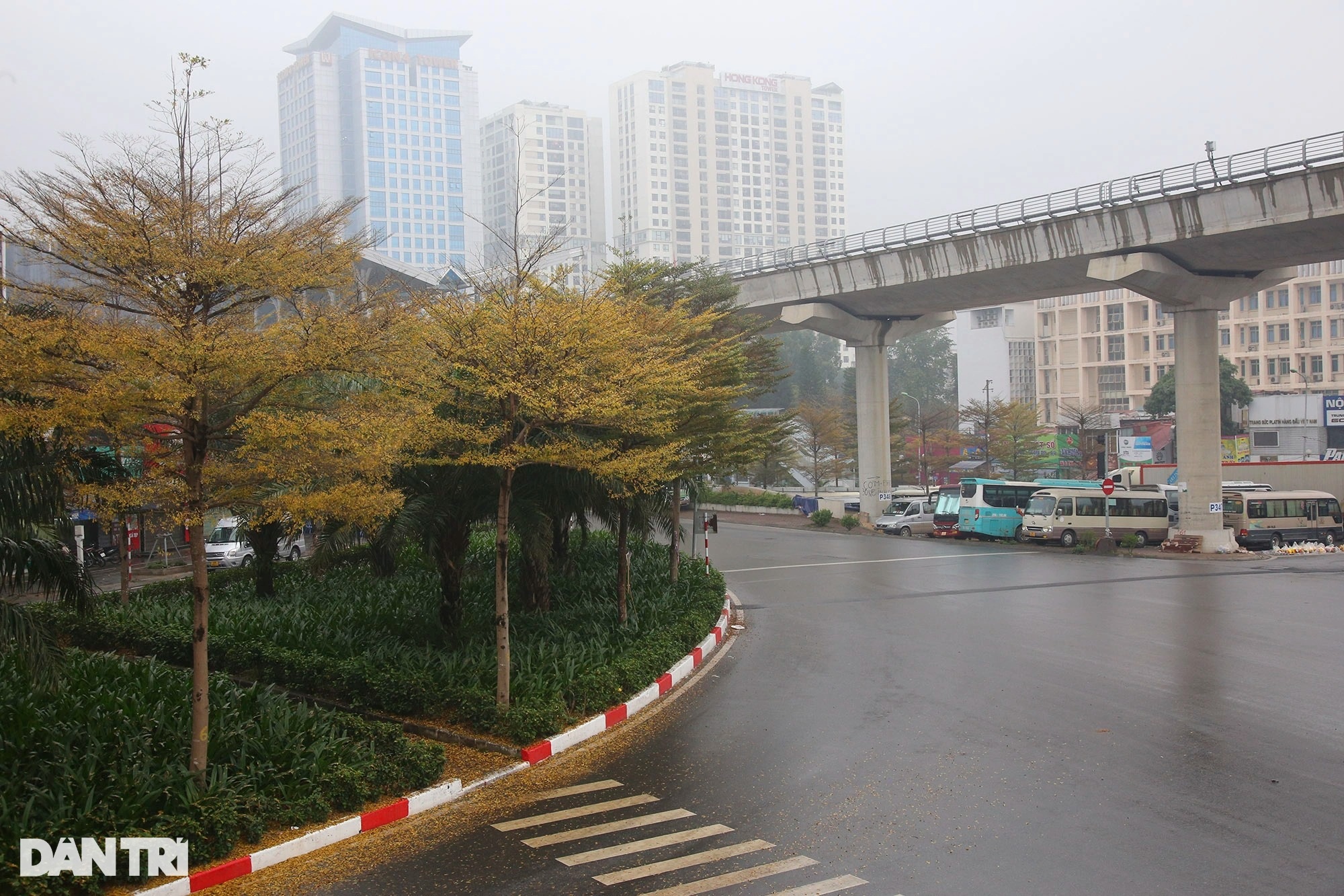 Đẹp ngỡ ngàng những hàng cây bàng lá nhỏ nhuộm vàng đường phố Hà Nội - 14 Đẹp ngỡ ngàng những hàng cây bàng lá nhỏ nhuộm vàng đường phố Hà Nội - 14