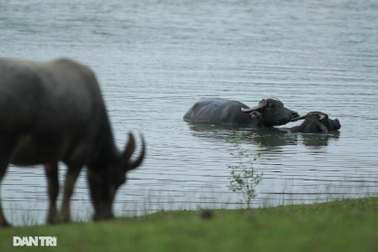 Đàn trâu nhởn nhơ rũ chất thải trên kênh dẫn vào nguồn nước sạch Hà Nội
