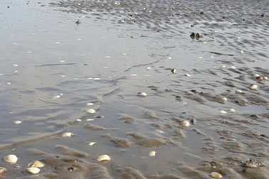 Sẽ báo cáo Thủ tướng việc nghêu, cá chết bất thường ở Kiên Giang