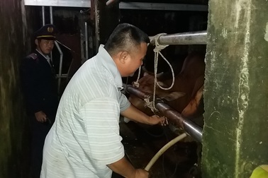 Xử phạt hàng loạt cơ sở bơm nước vào bò trước khi giết mổ
