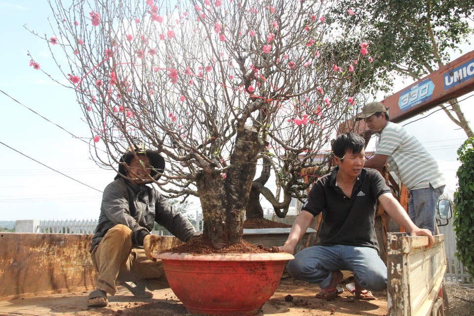 Mùa xuân phương Bắc theo chân hoa đào vào Tây Nguyên - 5 Mùa xuân phương Bắc theo chân hoa đào vào Tây Nguyên - 5