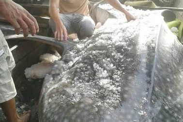 Những lần bắt được “quái vật” khổng lồ gây sốc ở Việt Nam