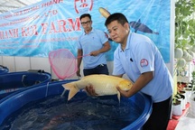 2 cha con đất Sài thành thuần dưỡng cá Koi, kiếm bạc tỷ