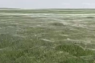 Mạng nhện khổng lồ trên sân cỏ