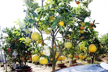 Khám phá vườn cây “ngũ quả” của lão nông đất Hà thành 