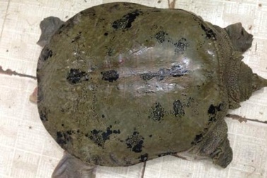 Khởi nghiệp nuôi ba ba gai với... 1 triệu đồng