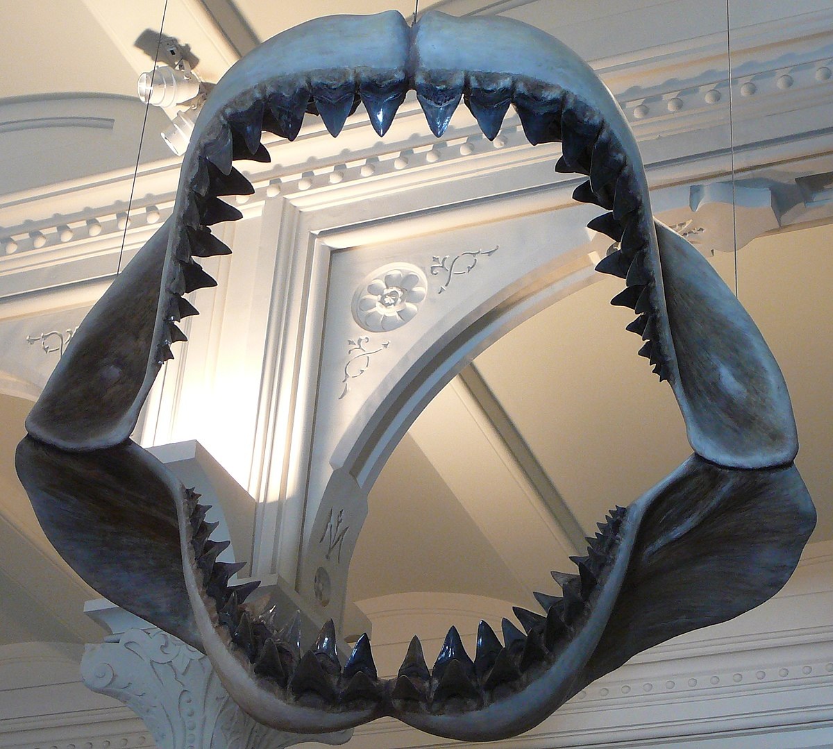Siêu cá mập Megalodon đối đầu thủy quái Mosasaurus: Loài nào sẽ thắng? - 4