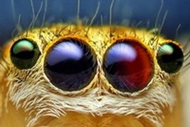 Góc nhìn mới lạ về những loài côn trùng