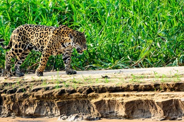 Báo đốm có thể tiến hóa để săn những con mồi nguy hiểm