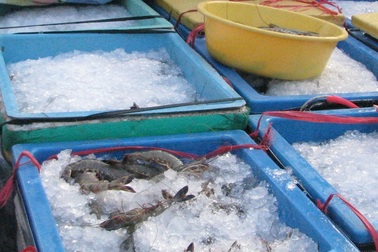 Vận chuyển tôm tạp chất, một thương lái bị phạt hàng chục triệu đồng