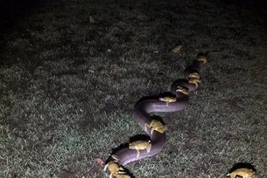 Thú vị hình ảnh trăn công kênh cả đàn cóc trên lưng đi tránh bão