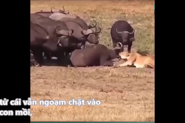 Trâu rừng hợp sức giải cứu đồng loại khỏi hàm sư tử