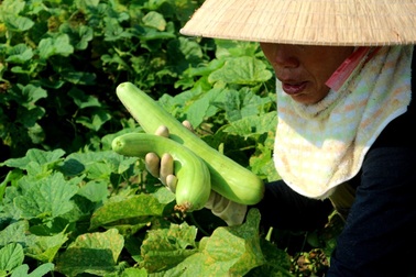 Dưa gang được mùa mất giá; dưa hấu Trung Quốc “ăn hàng”