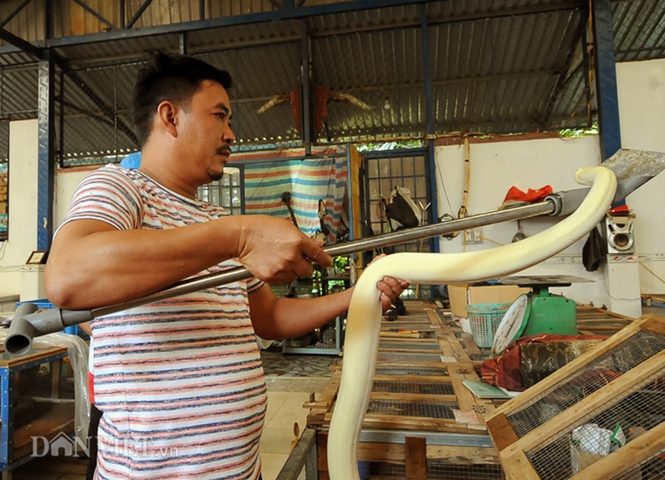 Đột nhập trại nuôi la liệt loài trăn đột biến khủng ở miền Tây - 1 Đột nhập trại nuôi la liệt loài trăn đột biến khủng ở miền Tây - 1