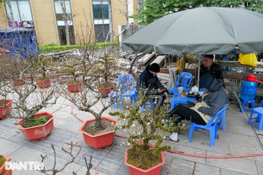 Đào núi Sa Pa tuyệt đẹp "đổ bộ" xuống Thủ đô